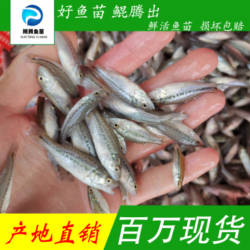 鲈鱼苗，加州鲈鱼苗，凶猛冷水鱼，淡水养殖，技术跟踪