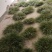虎须菖蒲苗九节菖蒲苗大叶红心现挖现发保证成活率