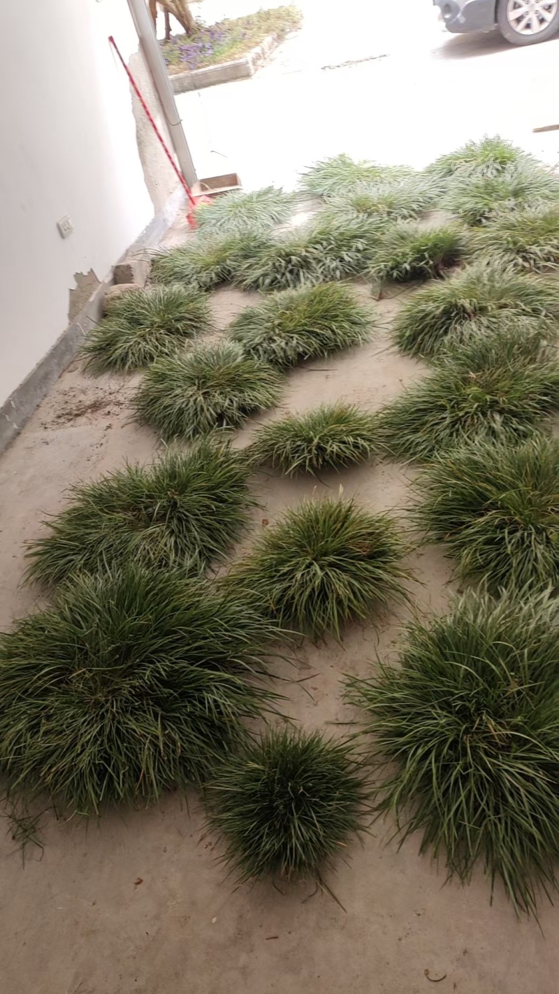 虎须菖蒲苗九节菖蒲苗大叶红心现挖现发保证成活率