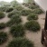虎须菖蒲苗九节菖蒲苗大叶红心现挖现发保证成活率