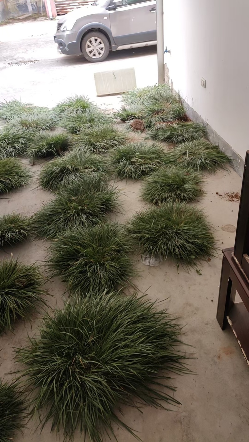虎须菖蒲苗九节菖蒲苗大叶红心现挖现发保证成活率