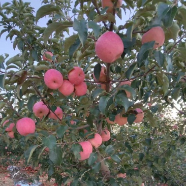 寒富苹果价格可商议