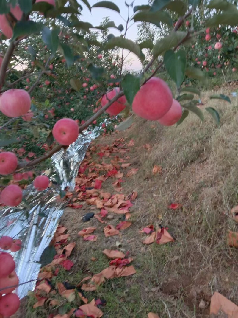 寒富苹果价格可商议