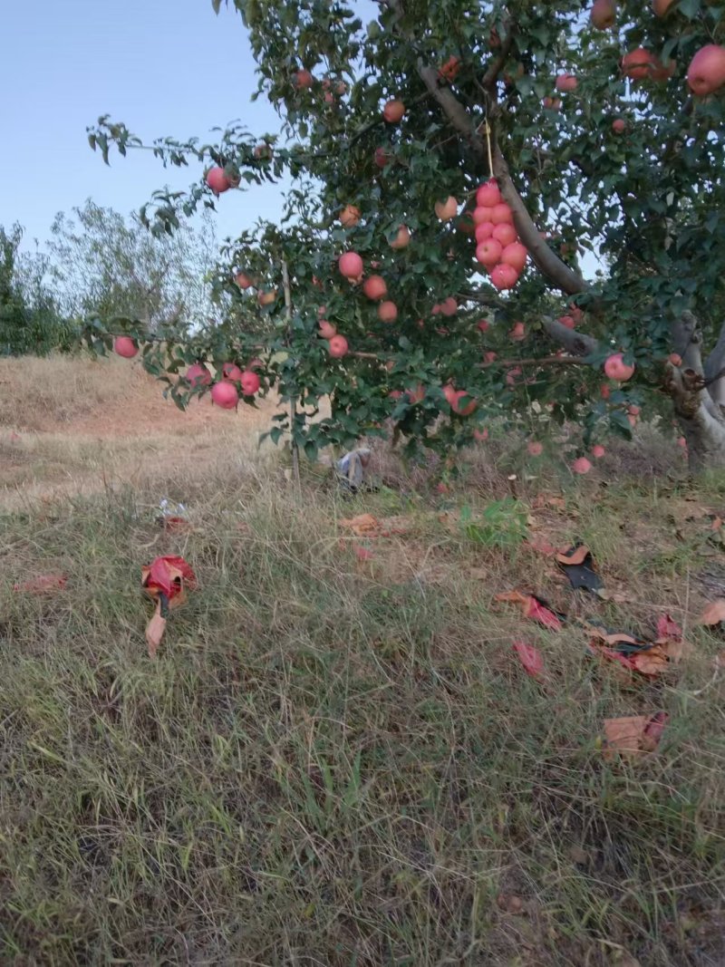 寒富苹果价格可商议