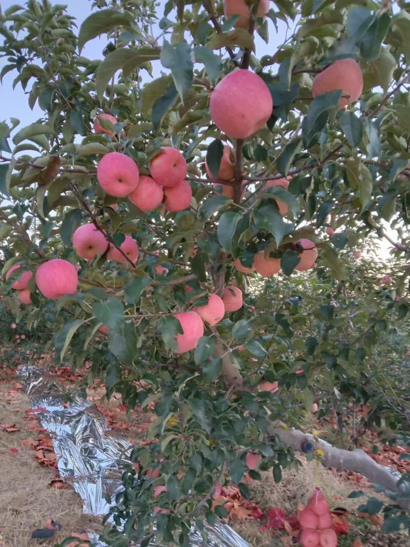 寒富苹果价格可商议