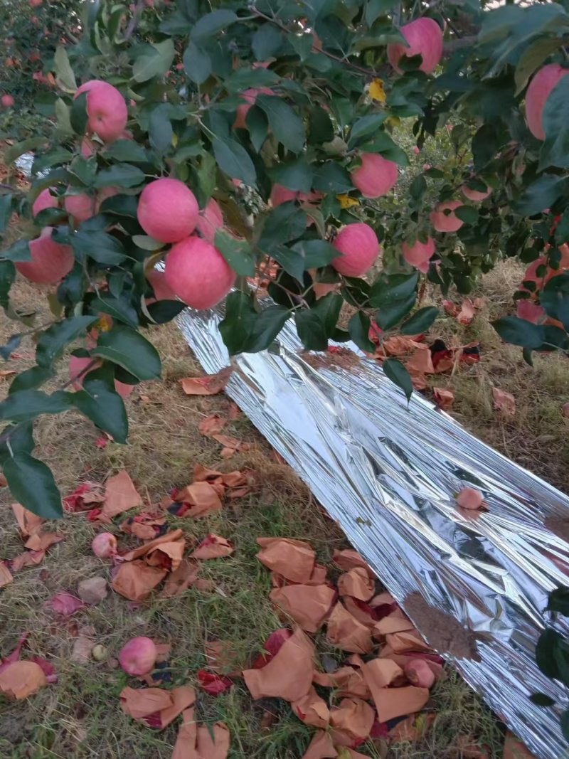 寒富苹果价格可商议