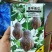香芋南瓜种子香芋味南瓜蜜本粉南瓜好吃甜糯香芋南瓜种