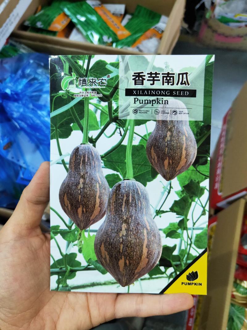 香芋南瓜种子香芋味南瓜蜜本粉南瓜好吃甜糯香芋南瓜种