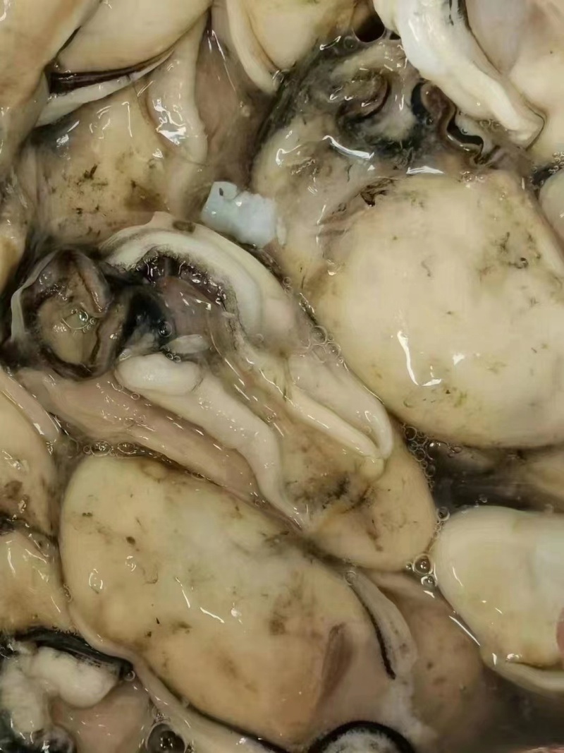 湛江生蚝