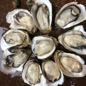 湛江生蚝
