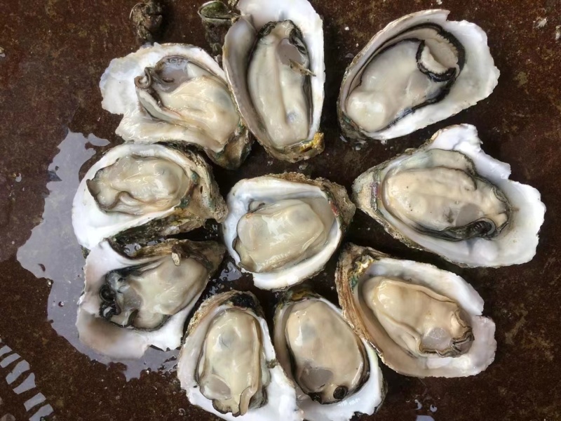 湛江生蚝