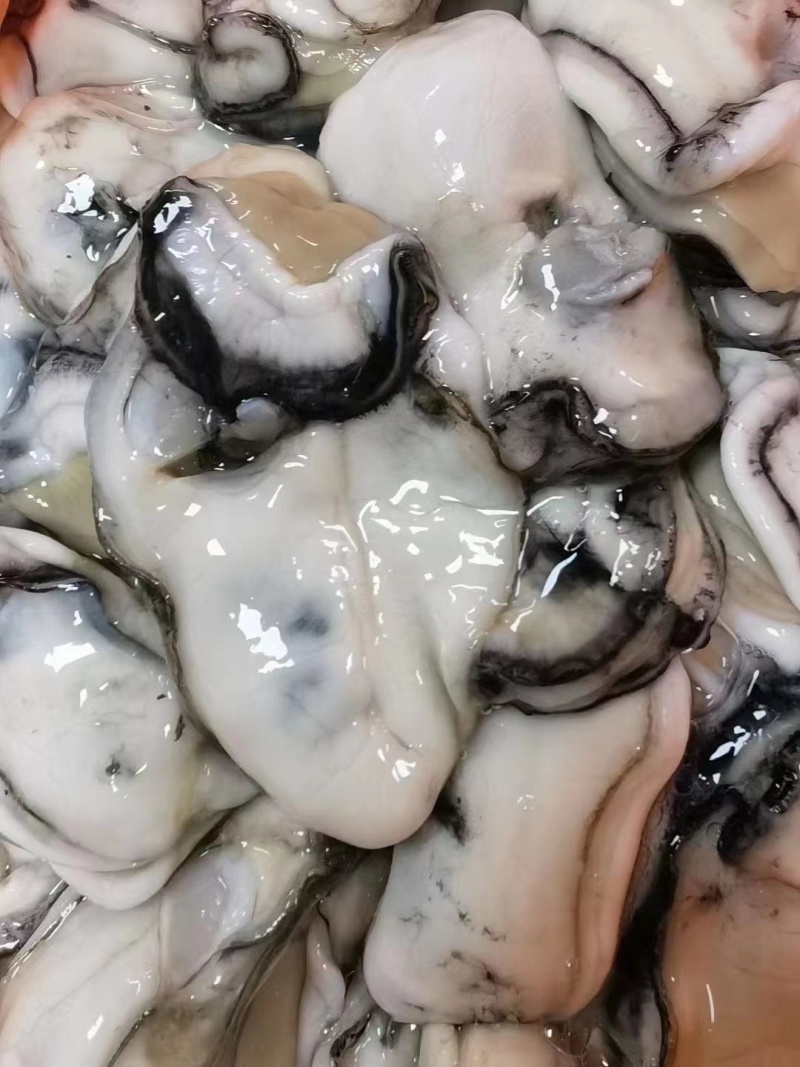 湛江生蚝
