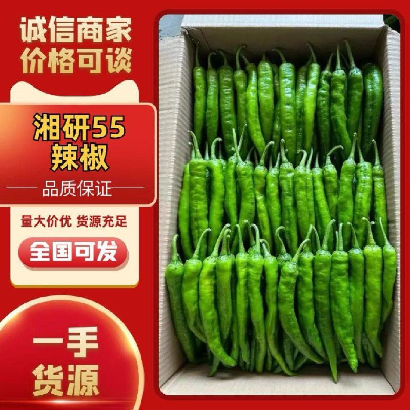 精品湘研55鲜辣椒杭椒大量上市产地供应保质保量
