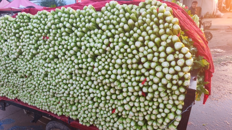 精品芹菜