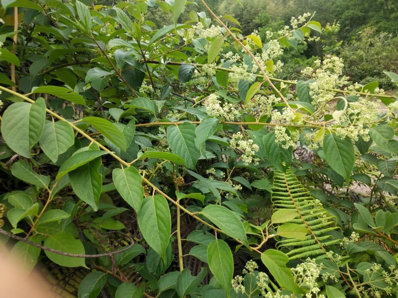 雷公藤各种规格现货约百吨包含量价格实惠量大从优货在湖南