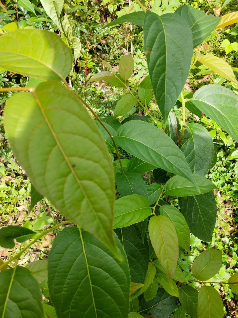 雷公藤各种规格现货约百吨包含量价格实惠量大从优货在湖南