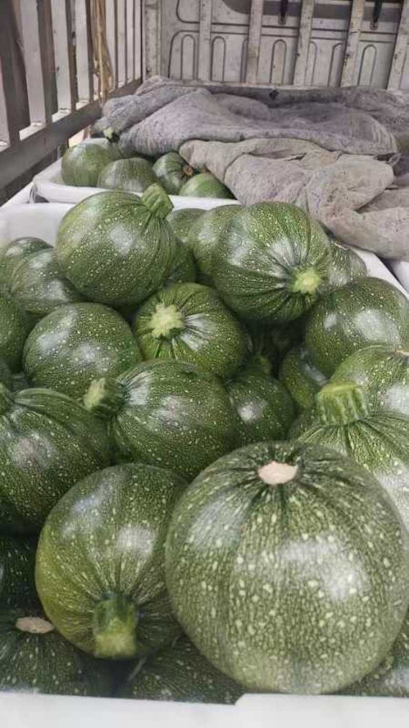 小圆瓜南瓜，大量有货，质量保证，量大优惠，欢迎合作