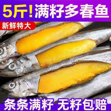 北海湾多春鱼满籽新鲜多籽鱼冷冻鲜活海鲜水产特大海鱼烧烤食