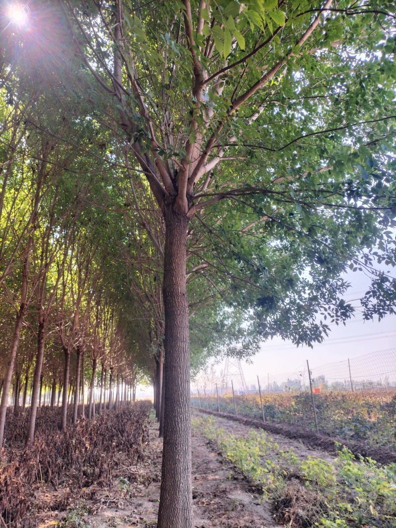 优质白蜡树，胸径16公分，外型美观，大量现货，优质品种。