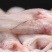 开海新捕九肚鱼水龙鱼特级豆腐鱼速冻水潺狗肚宝宝辅食龙头鱼