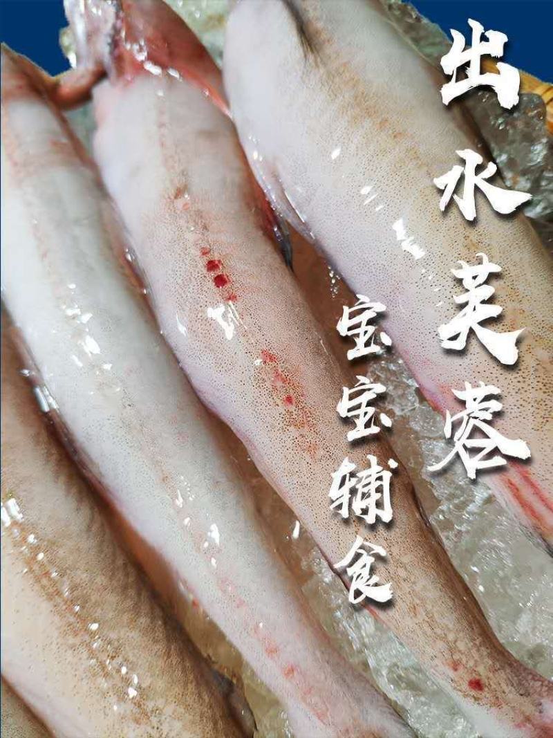 开海新捕九肚鱼水龙鱼特级豆腐鱼速冻水潺狗肚宝宝辅食龙头鱼