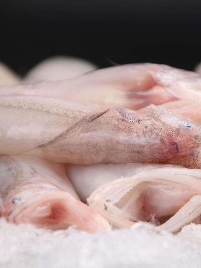 开海新捕九肚鱼水龙鱼特级豆腐鱼速冻水潺狗肚宝宝辅食龙头鱼