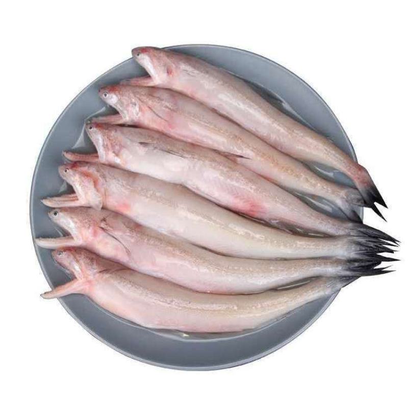 开海新捕九肚鱼水龙鱼特级豆腐鱼速冻水潺狗肚宝宝辅食龙头鱼