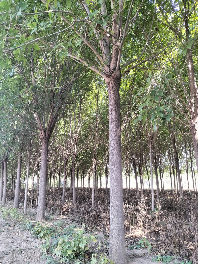 优质白蜡树，胸径16公分，外型美观，大量现货，优质品种。