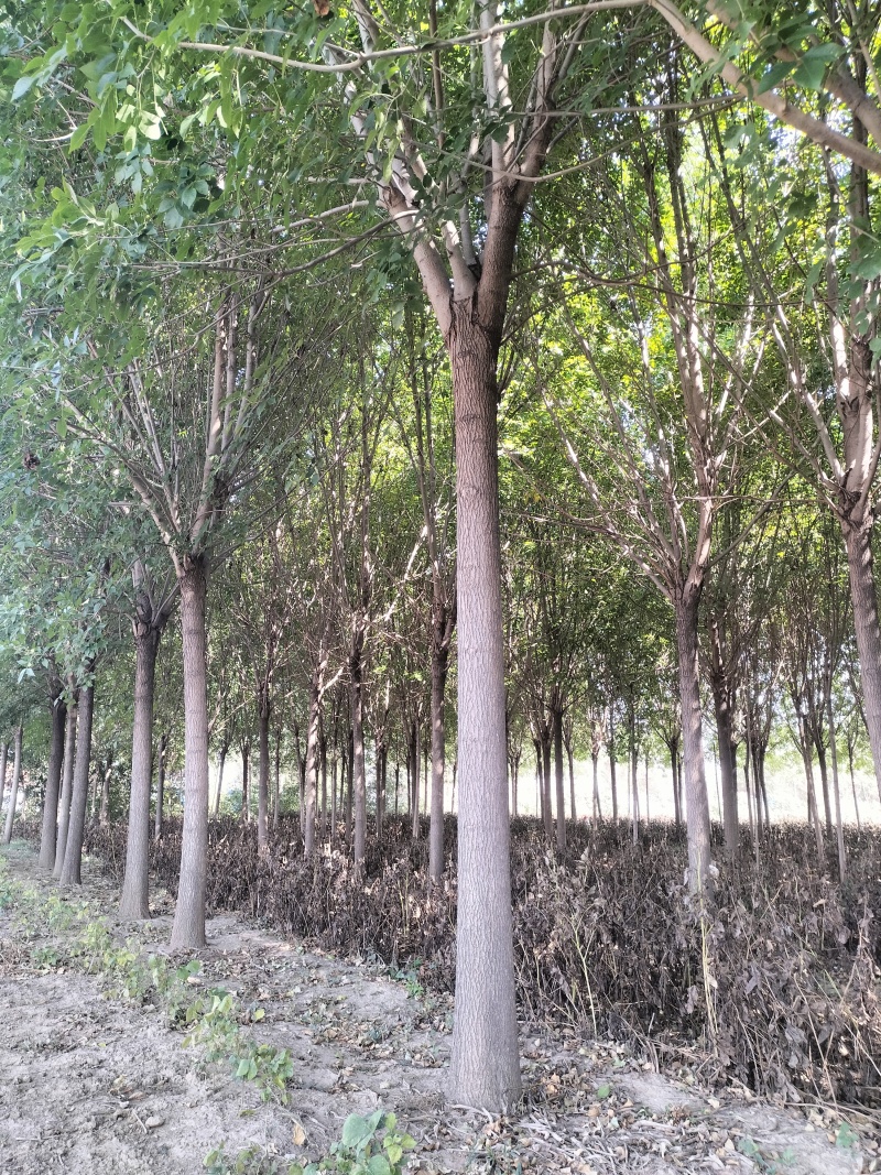 优质白蜡树，胸径16公分，外型美观，大量现货，优质品种。
