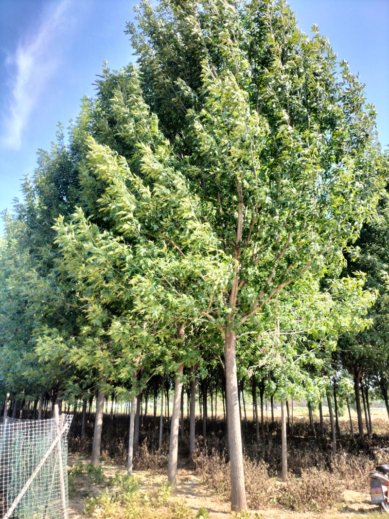 优质白蜡树，胸径16公分，外型美观，大量现货，优质品种。