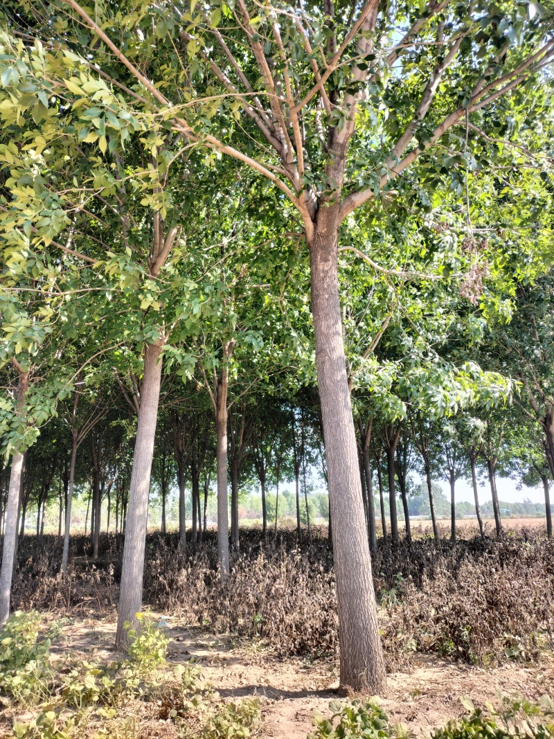 优质白蜡树，胸径16公分，外型美观，大量现货，优质品种。