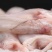 开海新捕九肚鱼水龙鱼特级豆腐鱼速冻水潺狗肚宝宝辅食龙头鱼