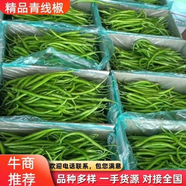 夏邑青条线椒黑条二荆条大量上市全国代发质量保证