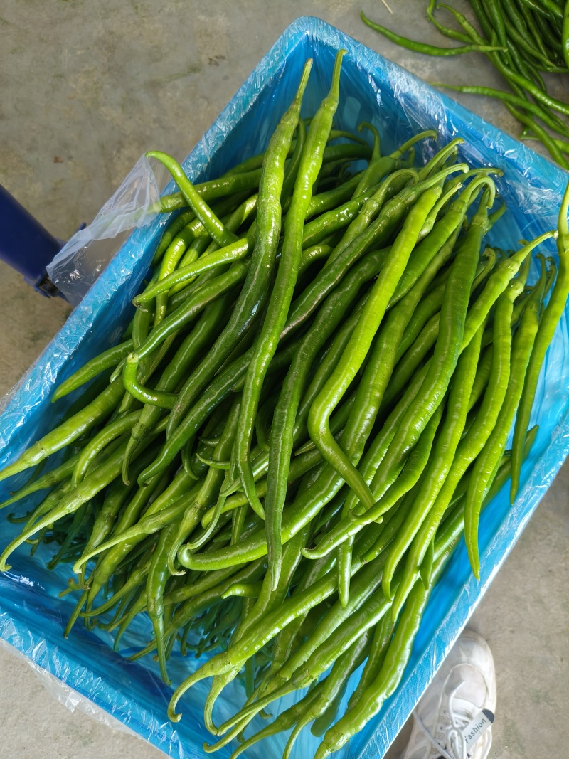 夏邑青条线椒黑条二荆条大量上市全国代发质量保证