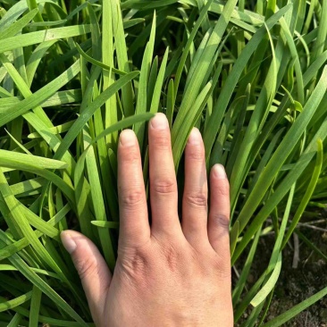 滑县韭菜大量上市物美价廉/产地直发/供应电商市场