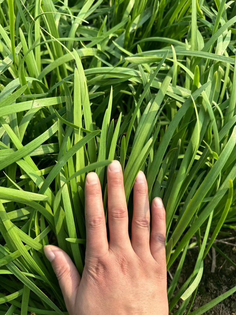 滑县韭菜大量上市物美价廉/产地直发/供应电商市场