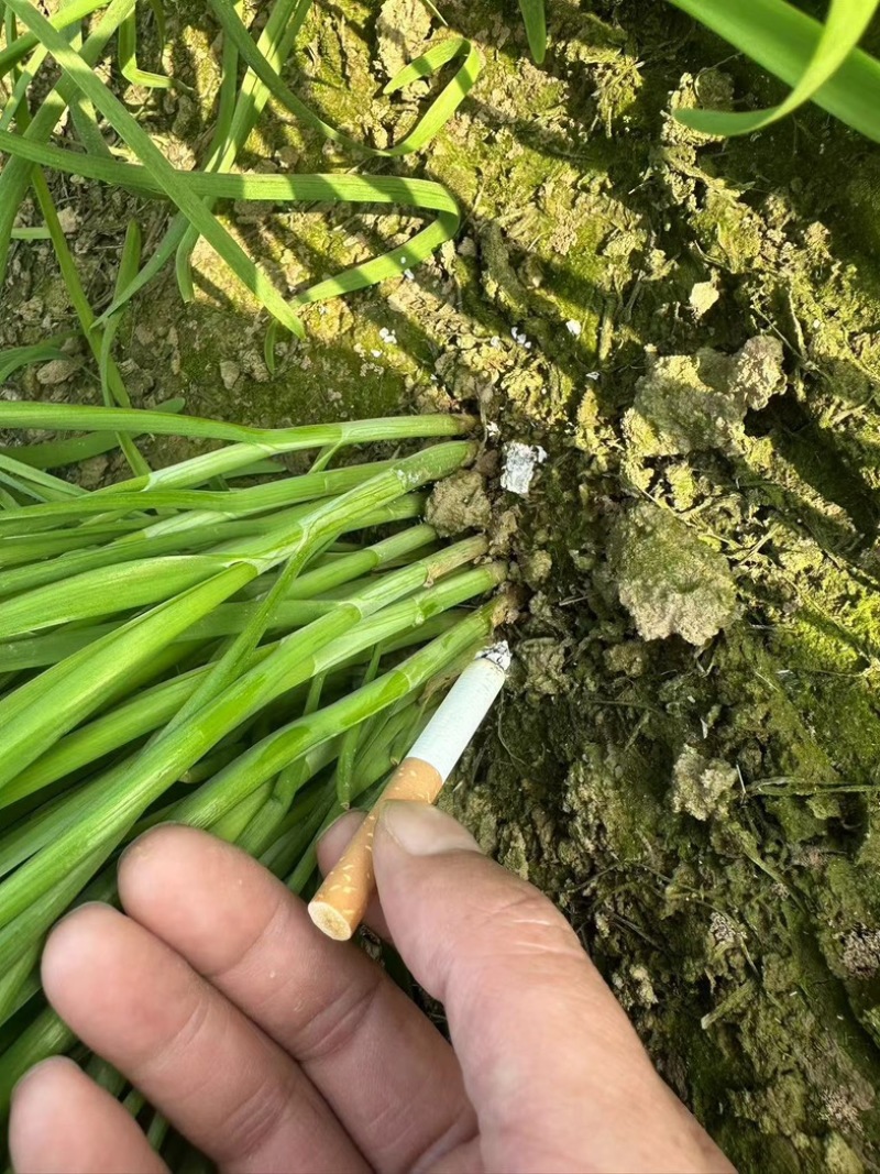 滑县韭菜大量上市物美价廉/产地直发/供应电商市场