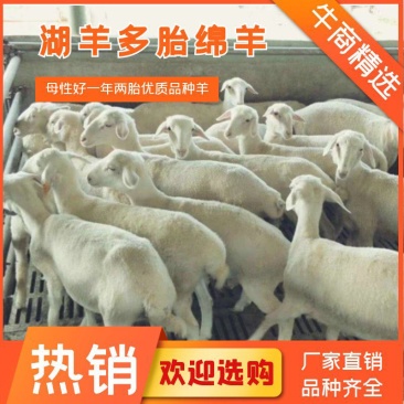 小尾寒羊羔