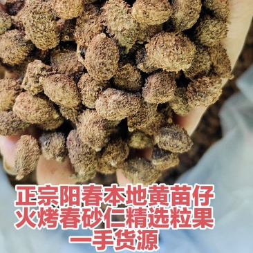火烤火焙黄苗仔品种春砂仁一手货源