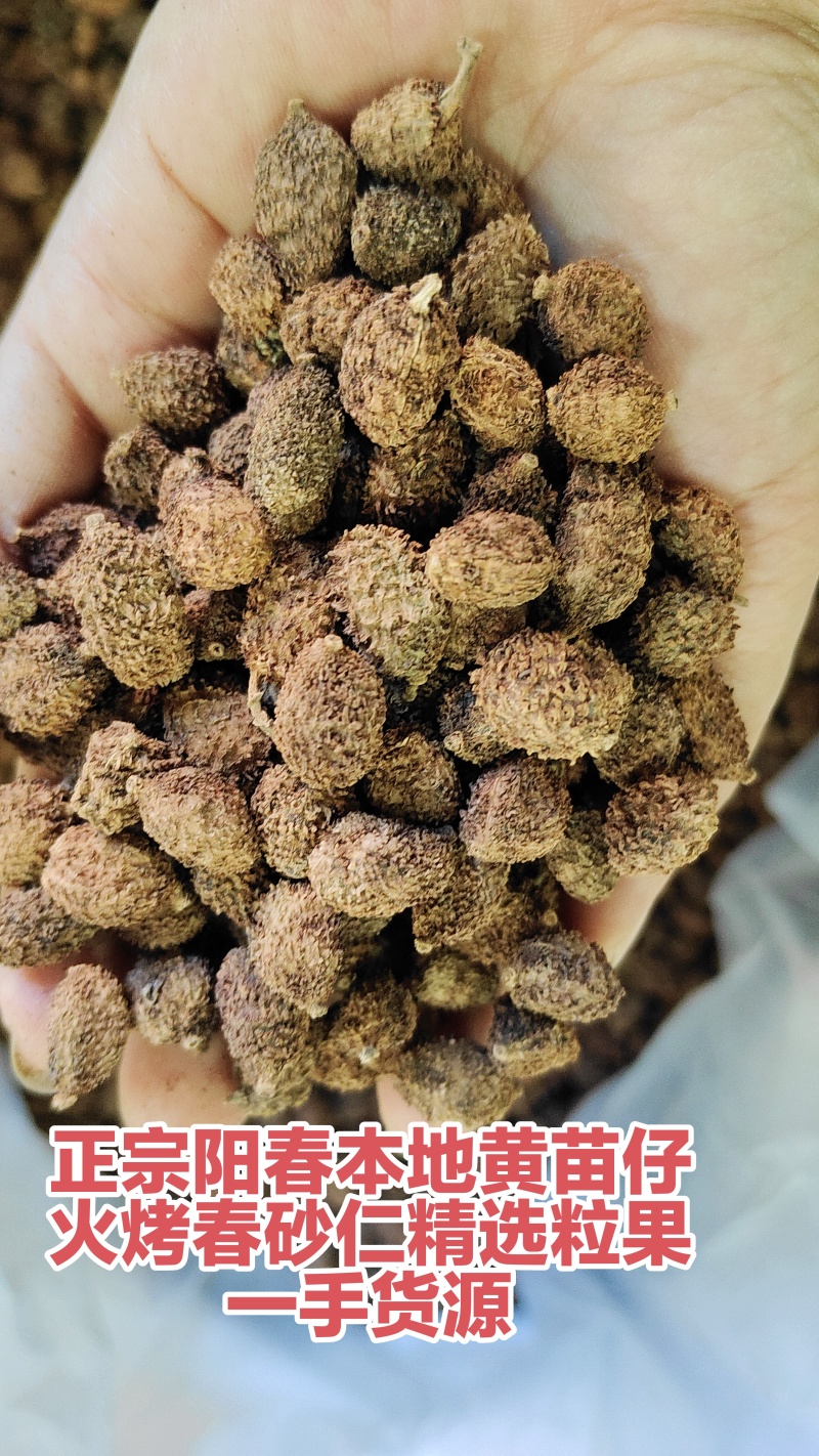 火烤火焙黄苗仔品种春砂仁一手货源