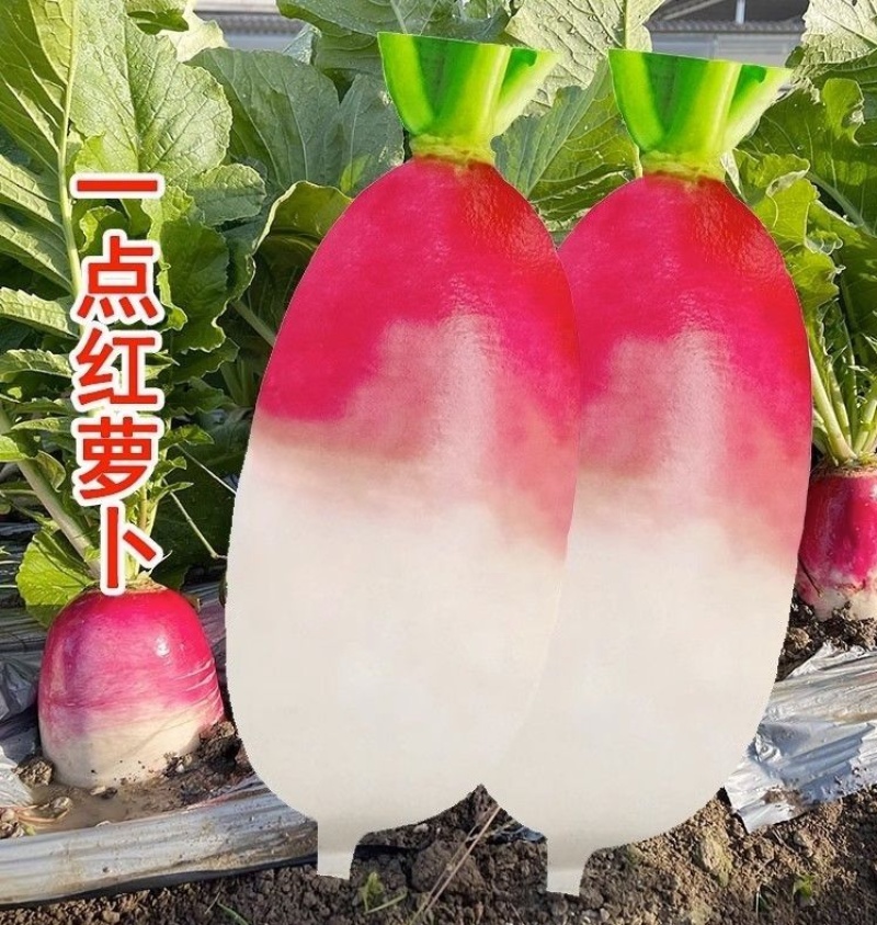 一点红萝卜种子半红半百质地脆嫩早熟生长期短肉白色萝卜蔬菜