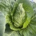 邢申迎春牛心甘蓝种子早熟10g尖圆形春秋种植个球大