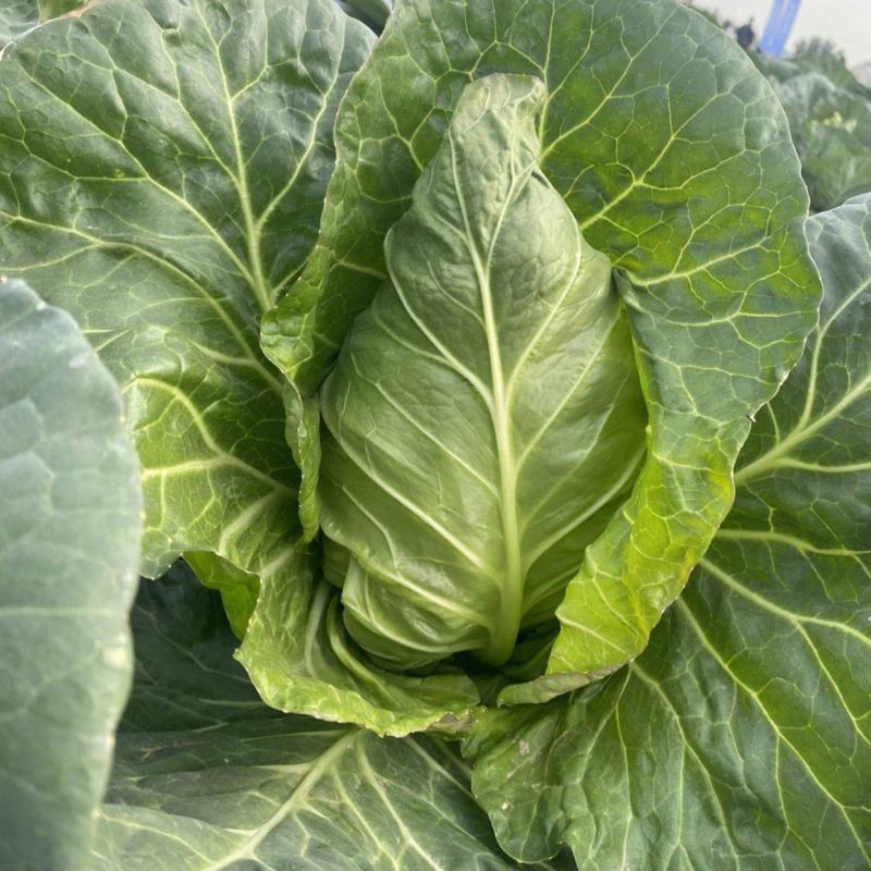 邢申迎春牛心甘蓝种子早熟10g尖圆形春秋种植个球大