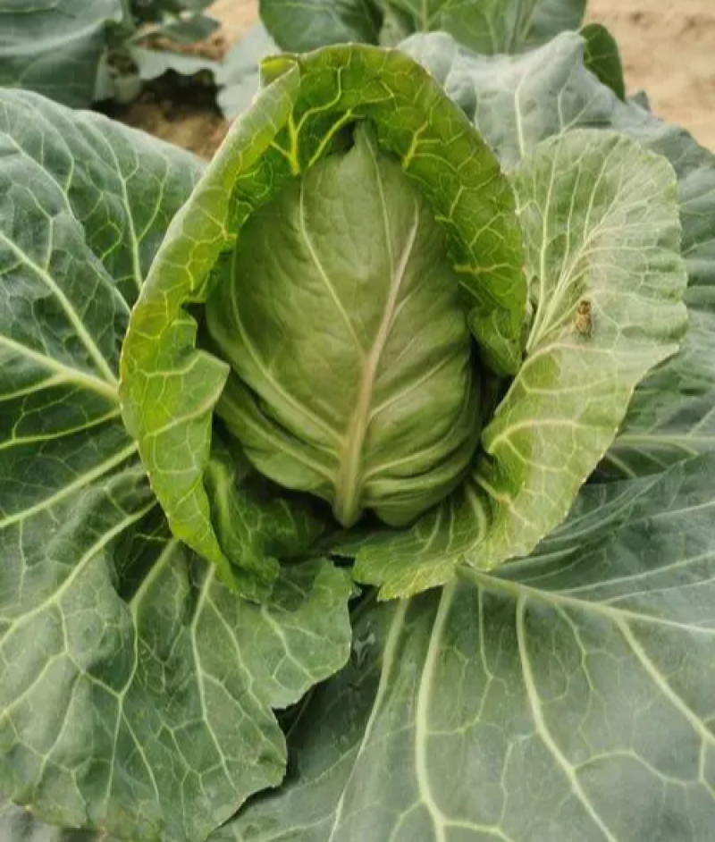 邢申迎春牛心甘蓝种子早熟10g尖圆形春秋种植个球大