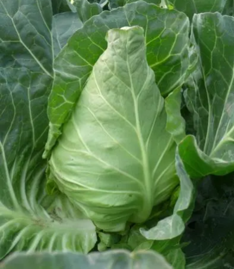 邢申迎春牛心甘蓝种子早熟10g尖圆形春秋种植个球大