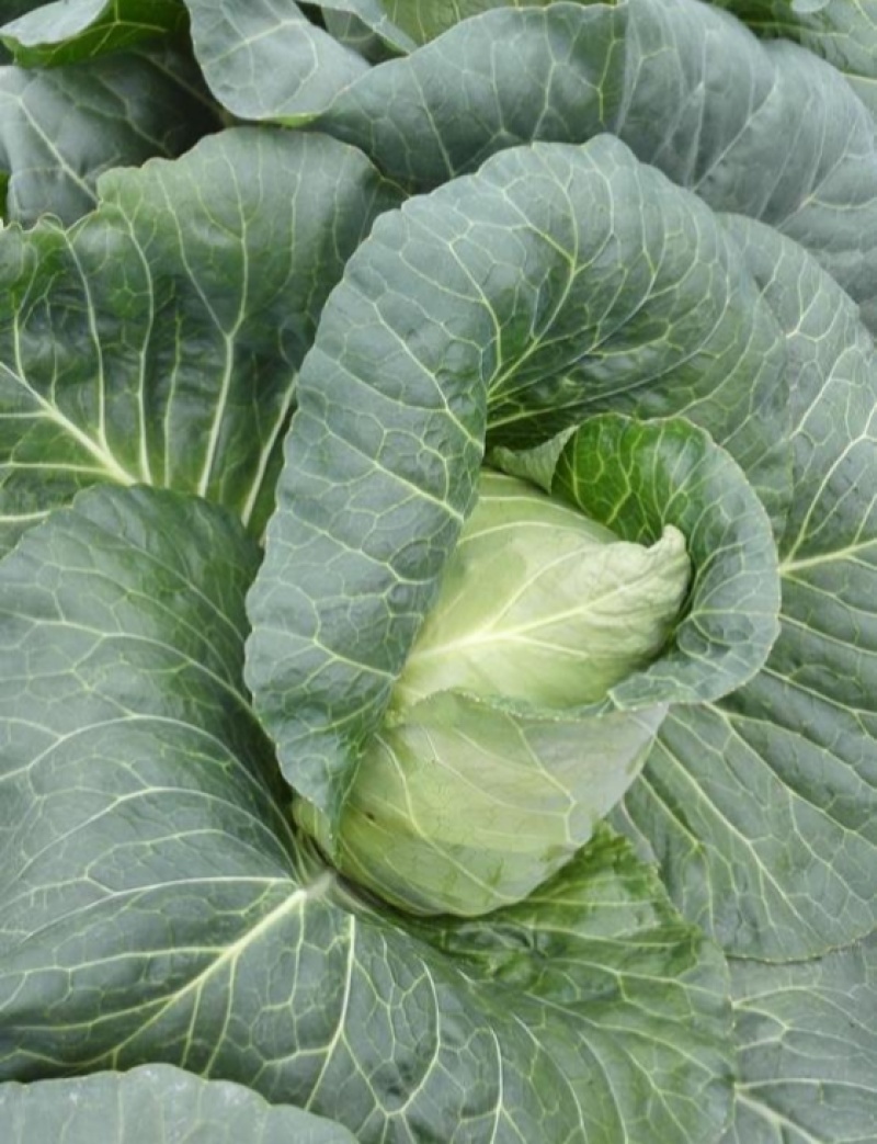 邢申迎春牛心甘蓝种子早熟10g尖圆形春秋种植个球大