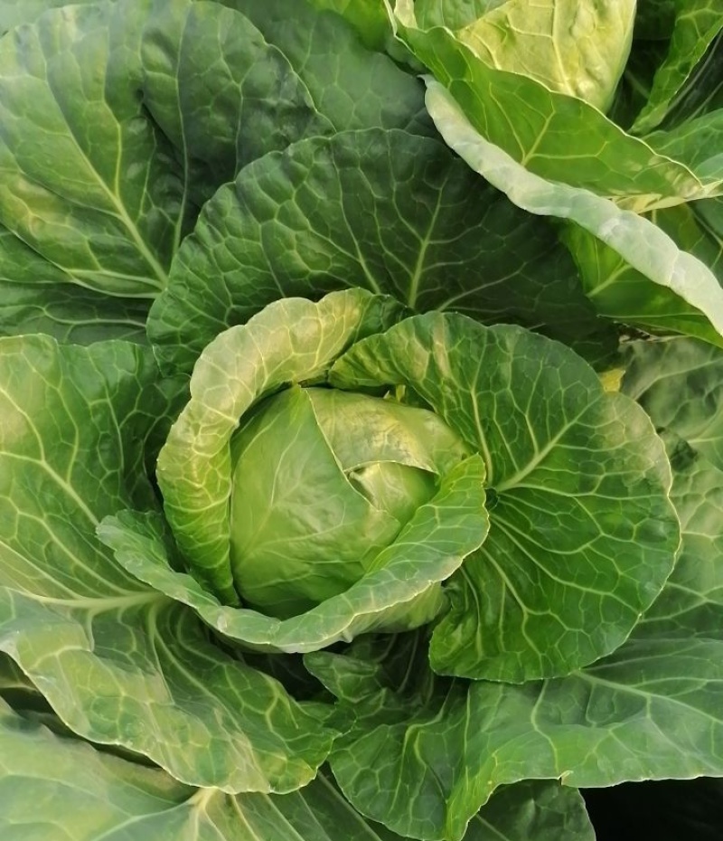 邢申迎春牛心甘蓝种子早熟10g尖圆形春秋种植个球大