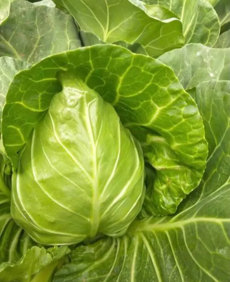 邢申迎春牛心甘蓝种子早熟10g尖圆形春秋种植个球大