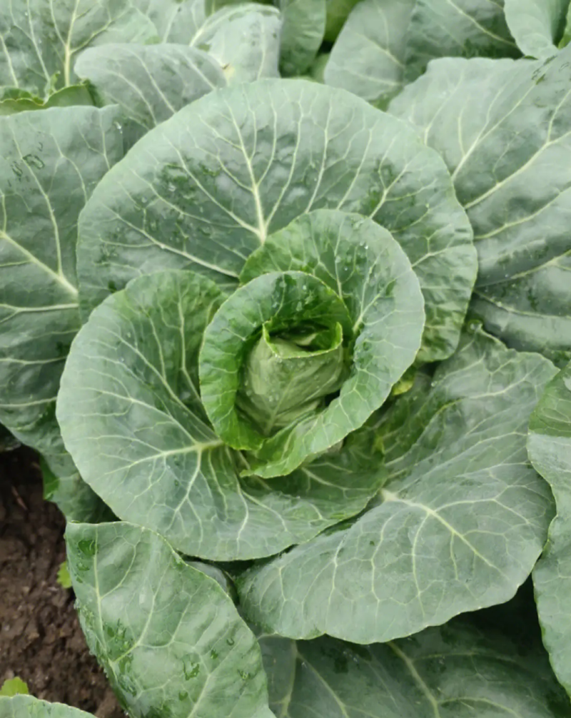 邢申迎春牛心甘蓝种子早熟10g尖圆形春秋种植个球大