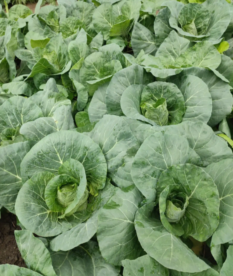 邢申迎春牛心甘蓝种子早熟10g尖圆形春秋种植个球大